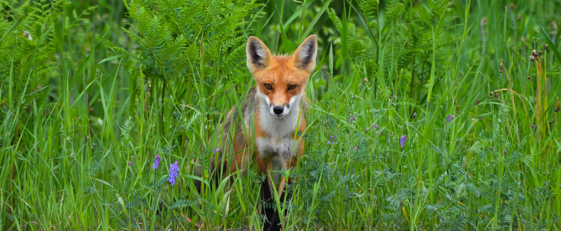 Gesundheit der Tiere erhalten
