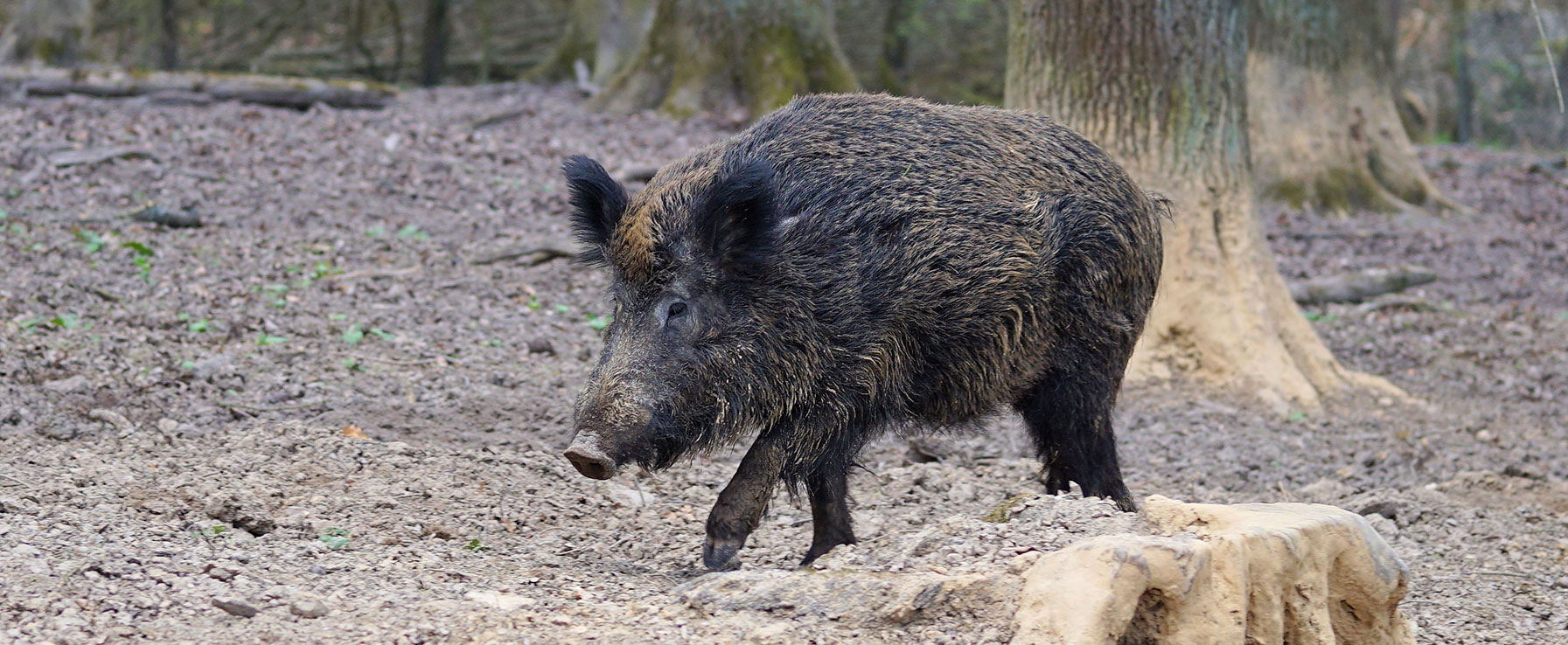 Wildschäden vermeiden